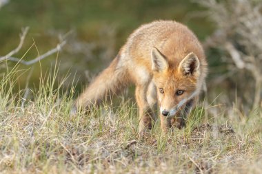 doğada Kırmızı tilki