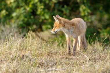 doğada Kırmızı tilki