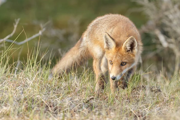 doğada Kırmızı tilki