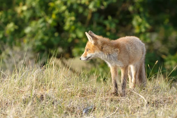 Mladá Red Fox Přírodě — Stock fotografie