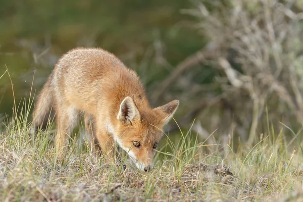 Mladá Red Fox Přírodě — Stock fotografie