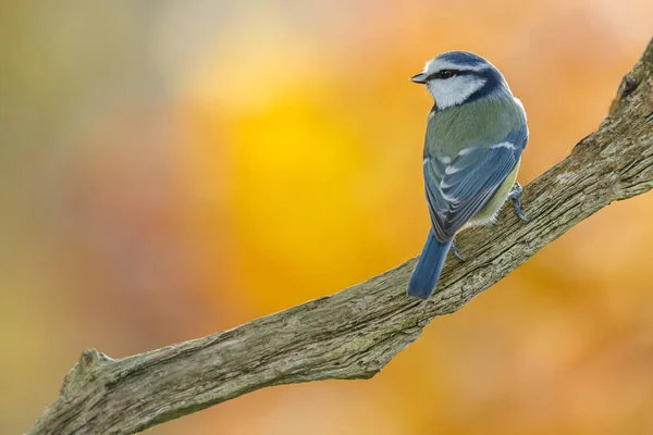 Vue Rapprochée Bel Oiseau Sauvage Dans Habitat Naturel — Photo