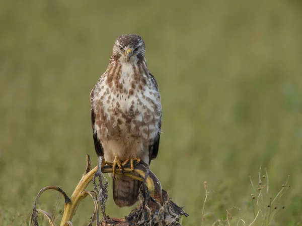 Buizerd Natuur Een Groene Omgeving — Stockfoto