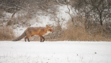 Kızıl Tilki karlı havalarda ile bir kış gününde doğada 