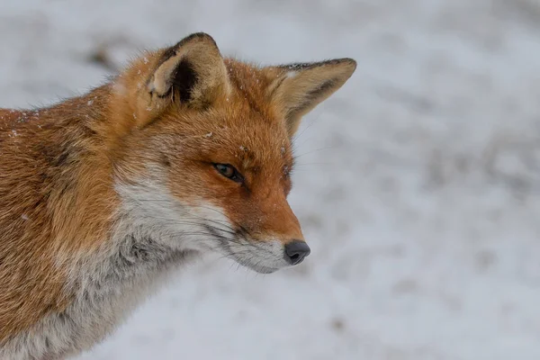 Volpe Rossa Natura Una Giornata Invernale Con Tempo Nevoso — Foto Stock