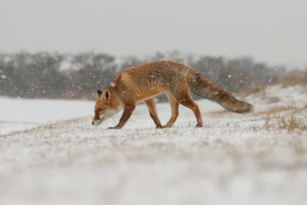 Volpe Rossa Natura Una Giornata Invernale Con Tempo Nevoso — Foto Stock