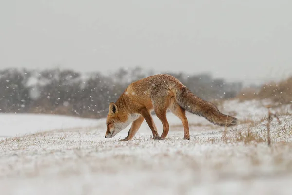 Raposa Vermelha Natureza Dia Inverno Com Tempo Nevado — Fotografia de Stock