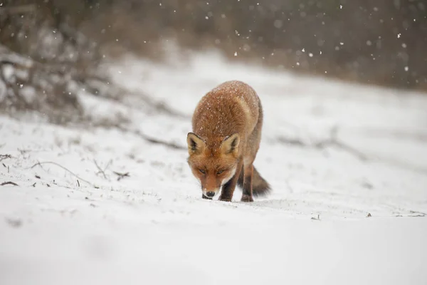 Red Fox Natuur Een Winterdag Met Besneeuwde Weer — Stockfoto
