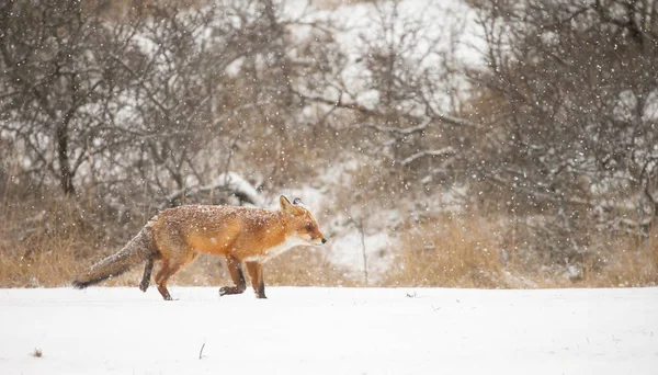 Red Fox Natuur Een Winterdag Met Besneeuwde Weer — Stockfoto