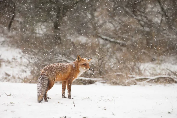 Rödräv Naturen Vinterdag Med Snöiga Väder — Stockfoto