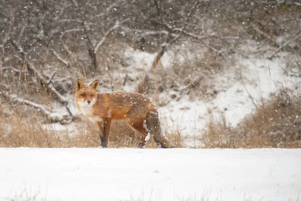 Zorro Rojo Naturaleza Día Invierno Con Clima Nevado — Foto de Stock