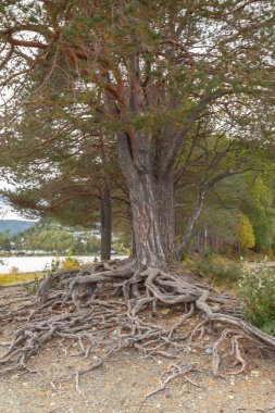 yaz ormanlarında ağaçların manzara görünümü