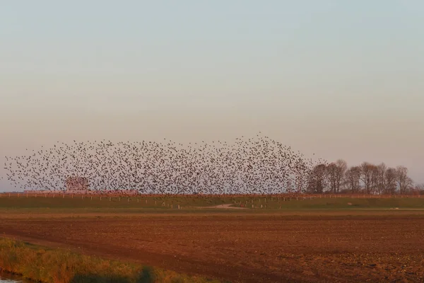 Murmurations Starlings Bir Sürü Kuş Uçuş — Stok fotoğraf