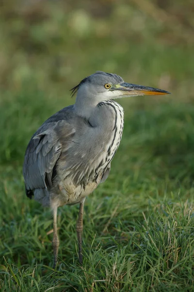 Nahaufnahme Schöner Wildvögel Natürlichem Lebensraum — Stockfoto