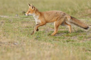 Kızıl Tilki doğada oynamaya