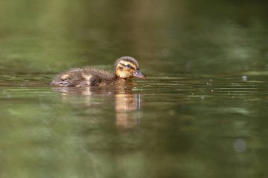 suda küçük ördek yakın görünümü