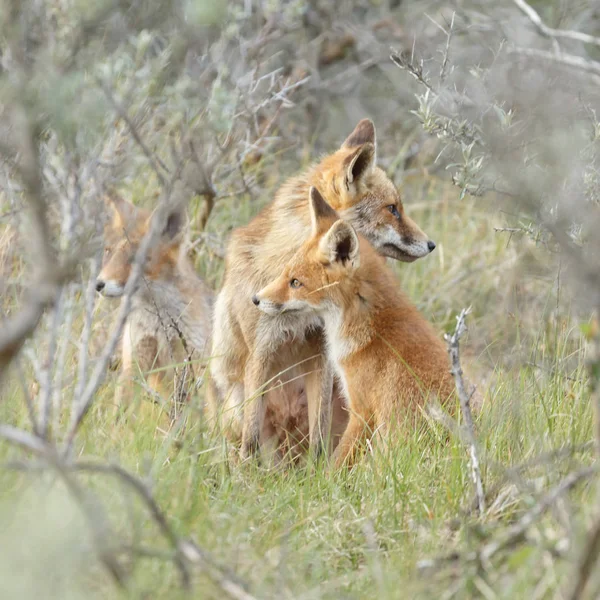 在大自然中玩耍的红狐幼崽 — 图库照片
