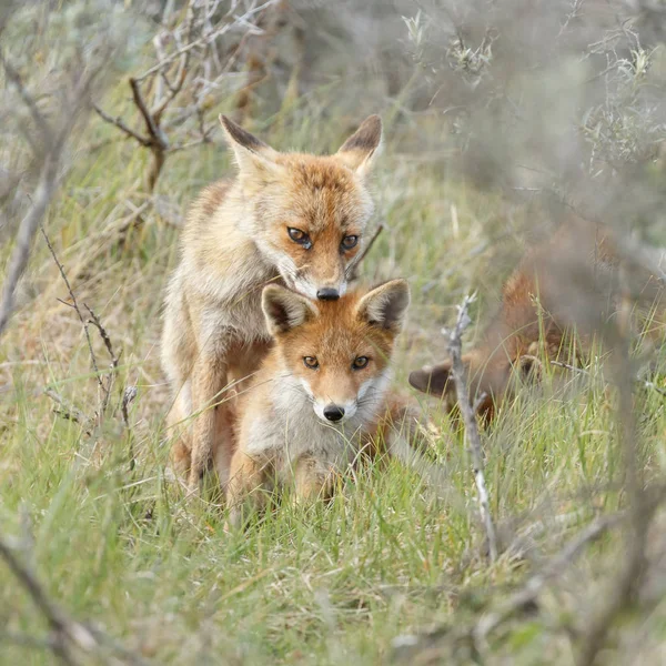 Κόκκινη Αλεπού Cubs Παιχνίδι Στη Φύση — Φωτογραφία Αρχείου