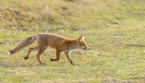 Κόκκινη Αλεπού Παίζει Στη Φύση — Φωτογραφία Αρχείου