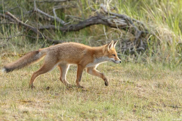 Renard Roux Jouant Dans Nature — Photo