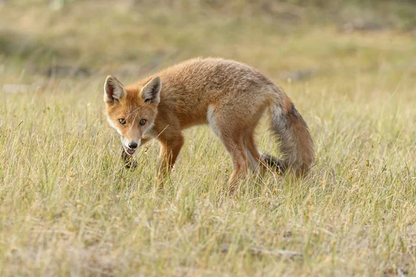 Red Fox Gra Przyrodzie — Zdjęcie stockowe