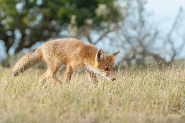 Red Fox Spelen Natuur — Stockfoto