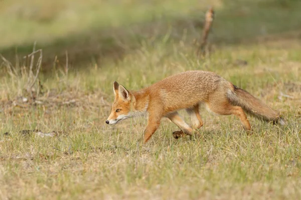 Red Fox Gra Przyrodzie — Zdjęcie stockowe