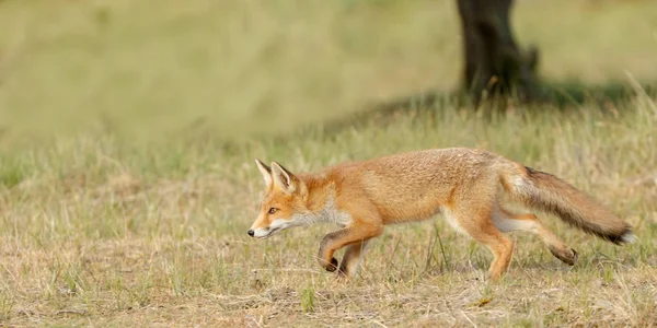 Red Fox Spelen Natuur — Stockfoto