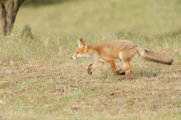 Zorro Rojo Jugando Naturaleza — Foto de Stock