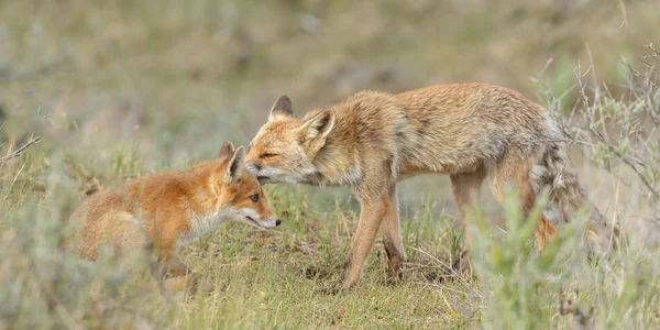 Κόκκινη Αλεπού Cubs Παιχνίδι Στη Φύση — Φωτογραφία Αρχείου