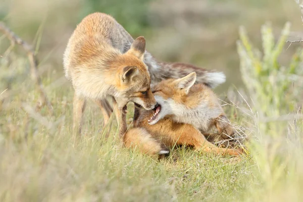 Raposa Vermelha Filhotes Jogando Natureza — Fotografia de Stock
