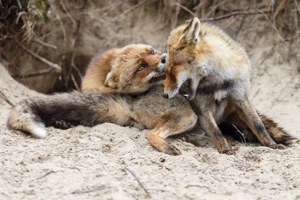Kızıl Tilki Yavrularını Doğada Oynamaya — Stok fotoğraf