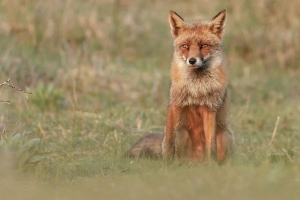 Red Fox Spelar Naturen — Stockfoto