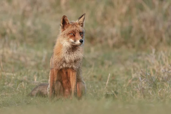 Red Fox Spelar Naturen — Stockfoto