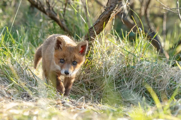 红狐在大自然中玩耍 — 图库照片