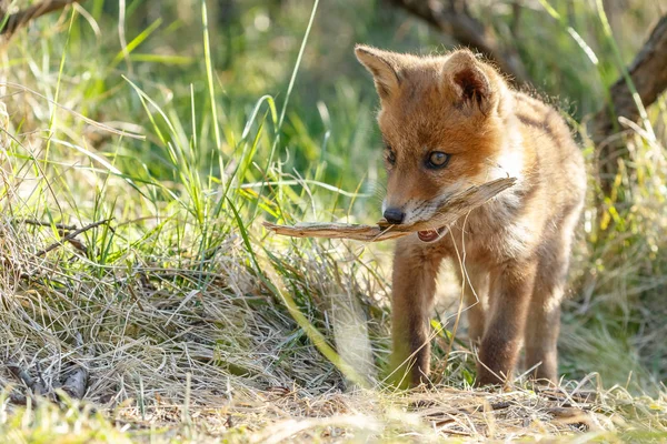 Red fox  playing in nature