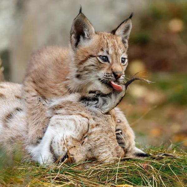 Vista Cerca Del Hermoso Lince Salvaje Hábitat Natural — Foto de Stock