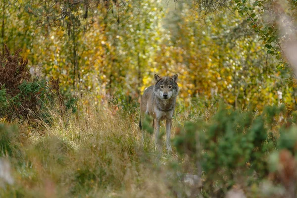 숲에서 늑대의 가까이보기 — 스톡 사진