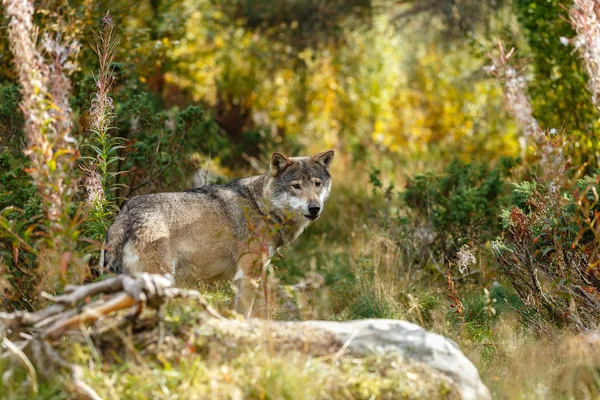 Close Van Wilde Wolf Het Zomer Bos — Stockfoto