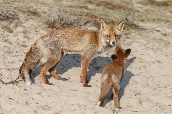 Filhote Raposa Vermelha Mãe Natureza Dia Primavera — Fotografia de Stock