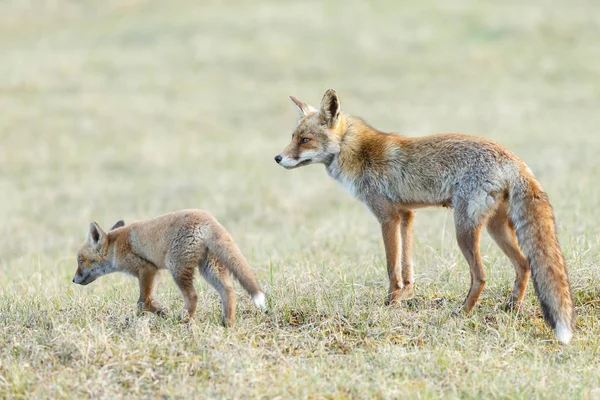 Red Fox Cub Moeder Natuur Een Lentedag — Stockfoto