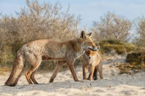 赤狐カブと春の日に自然の中の母 — ストック写真