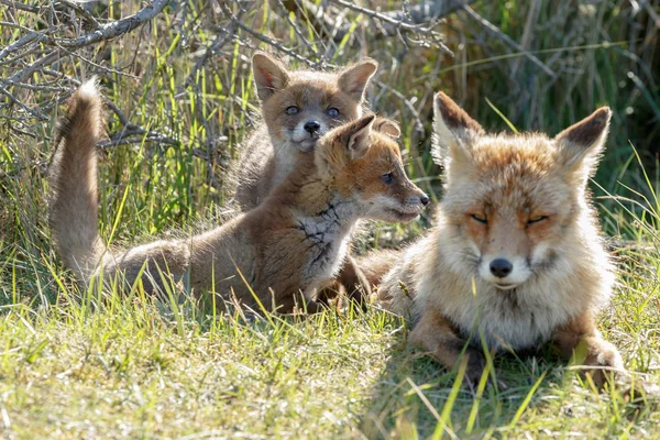 赤狐カブスの自然で遊ぶ — ストック写真