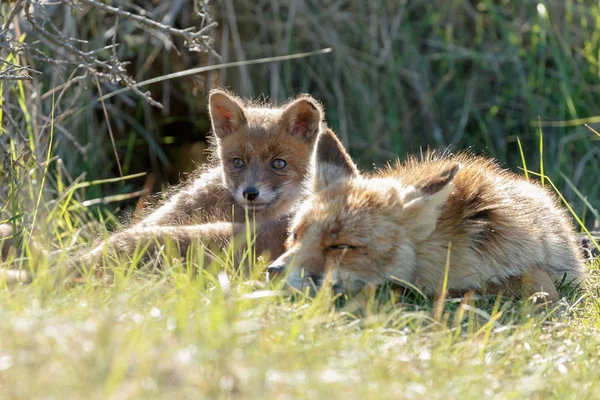 Κόκκινη Αλεπού Cub Και Μητέρας Φύσης Μια Ανοιξιάτικη Μέρα — Φωτογραφία Αρχείου