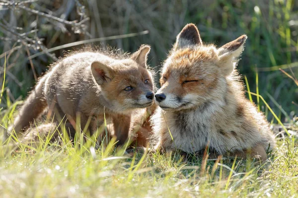 Cub Red Fox Matki Natury Dzień Wiosny — Zdjęcie stockowe