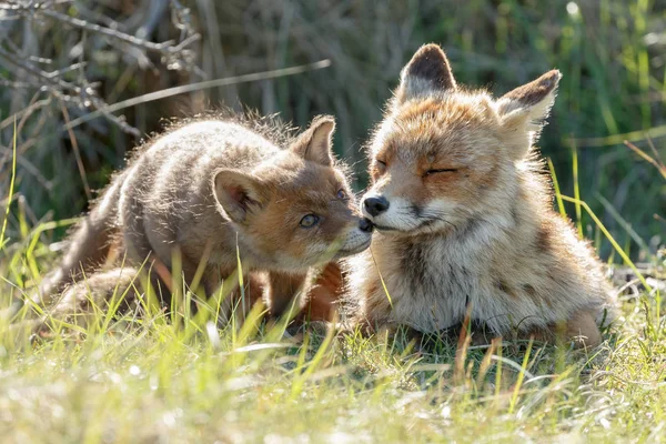 Κόκκινη Αλεπού Cub Και Μητέρας Φύσης Μια Ανοιξιάτικη Μέρα — Φωτογραφία Αρχείου