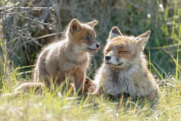 Red Fox Cub Och Mor Naturen Vårdag — Stockfoto