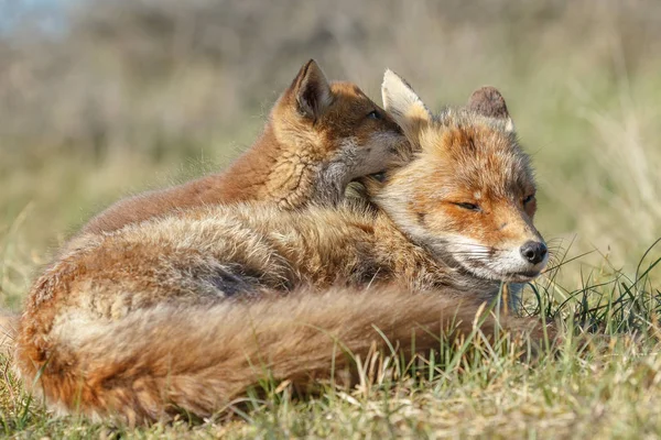 Κόκκινη Αλεπού Cub Και Μητέρας Φύσης Μια Ανοιξιάτικη Μέρα — Φωτογραφία Αρχείου