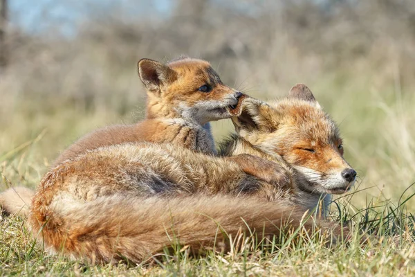 Kırmızı Tilki Yavrusu Doğada Bir Bahar Günü Annesi — Stok fotoğraf