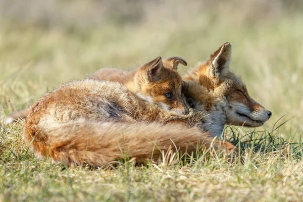 Κόκκινη Αλεπού Cub Και Μητέρας Φύσης Μια Ανοιξιάτικη Μέρα — Φωτογραφία Αρχείου